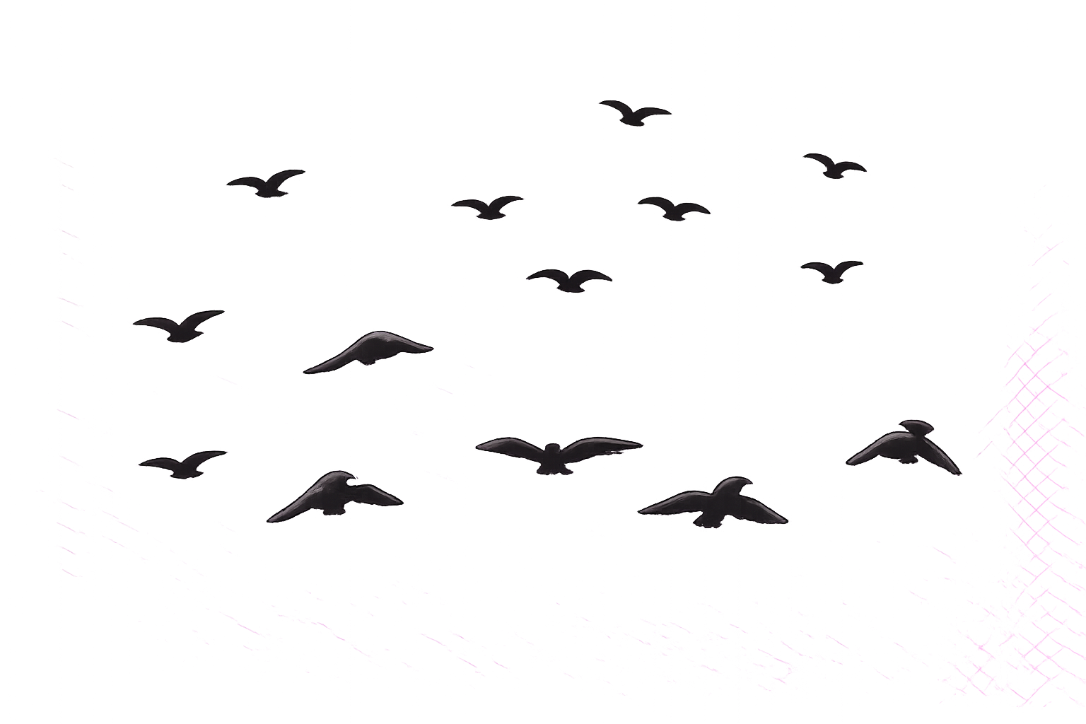 Burung